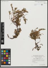Foto von Salix serpyllifolia Scop.